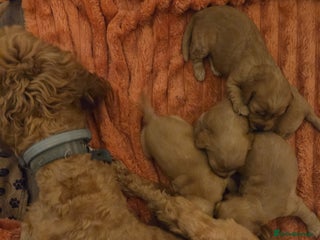 Cockapoo dogs - Advert 8