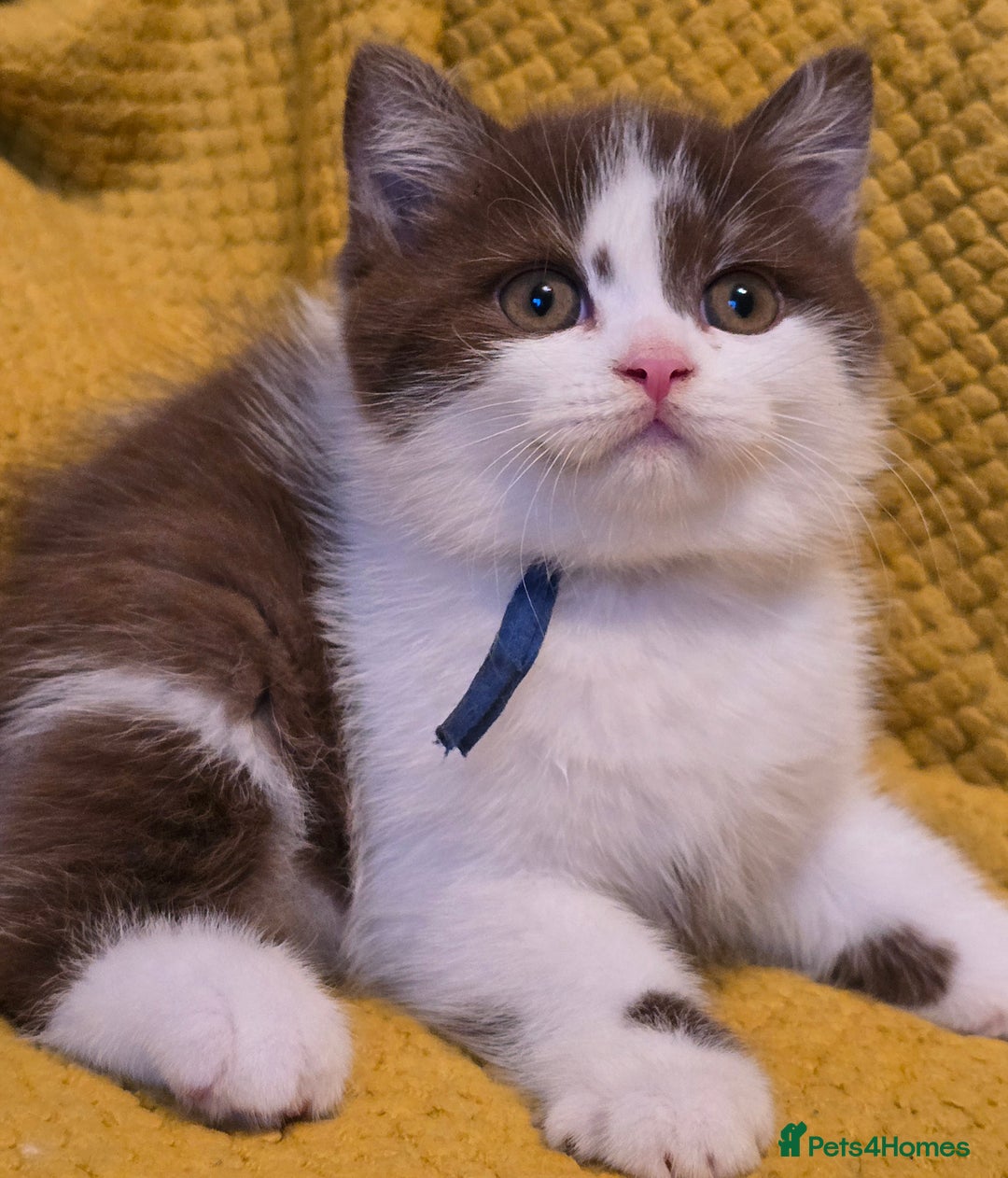British Shorthair cats for sale: Pedigree, British Shorthair, TICA reg kittens - Image 24