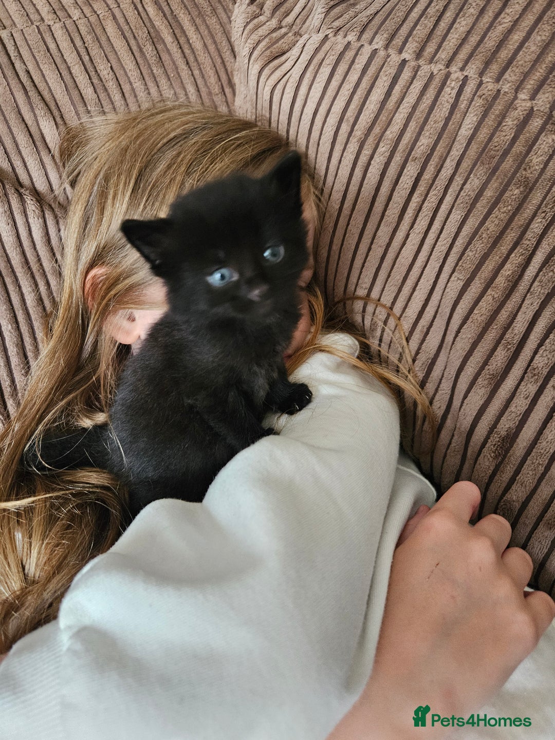 Domestic Shorthair cats for sale: 3 black kittens - Image 4