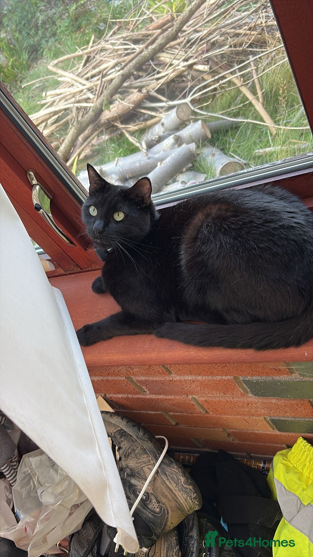 Domestic Shorthair cats for sale: Looking for a Loving Home for My Cat - Image 1