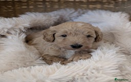 Australian Labradoodle dogs for sale: Minature Austrailian labradoodles - Image 3