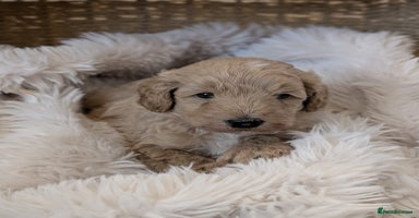 Australian Labradoodle dogs - Advert 8