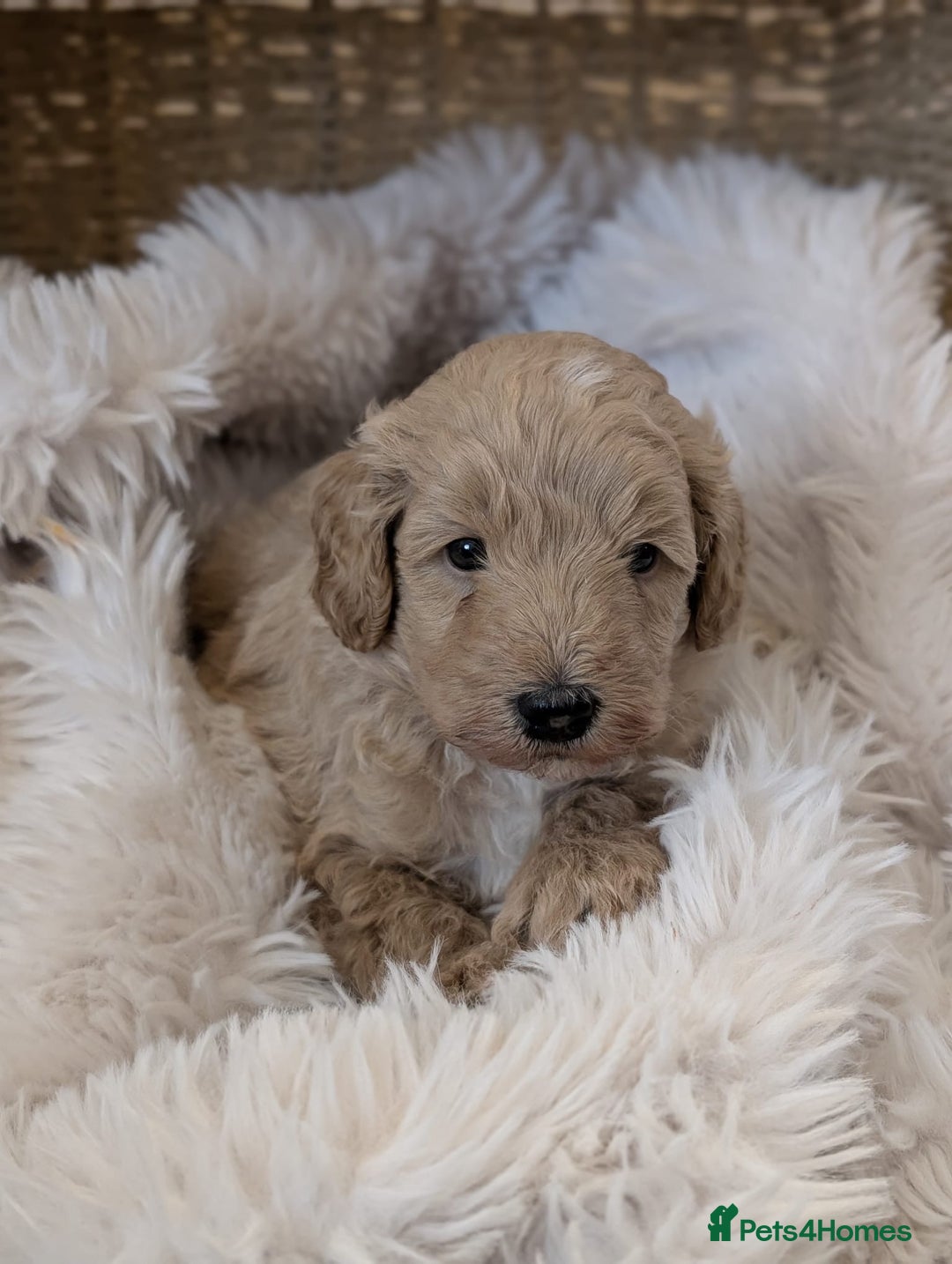 Australian Labradoodle dogs for sale: Minature Austrailian labradoodles - Image 3