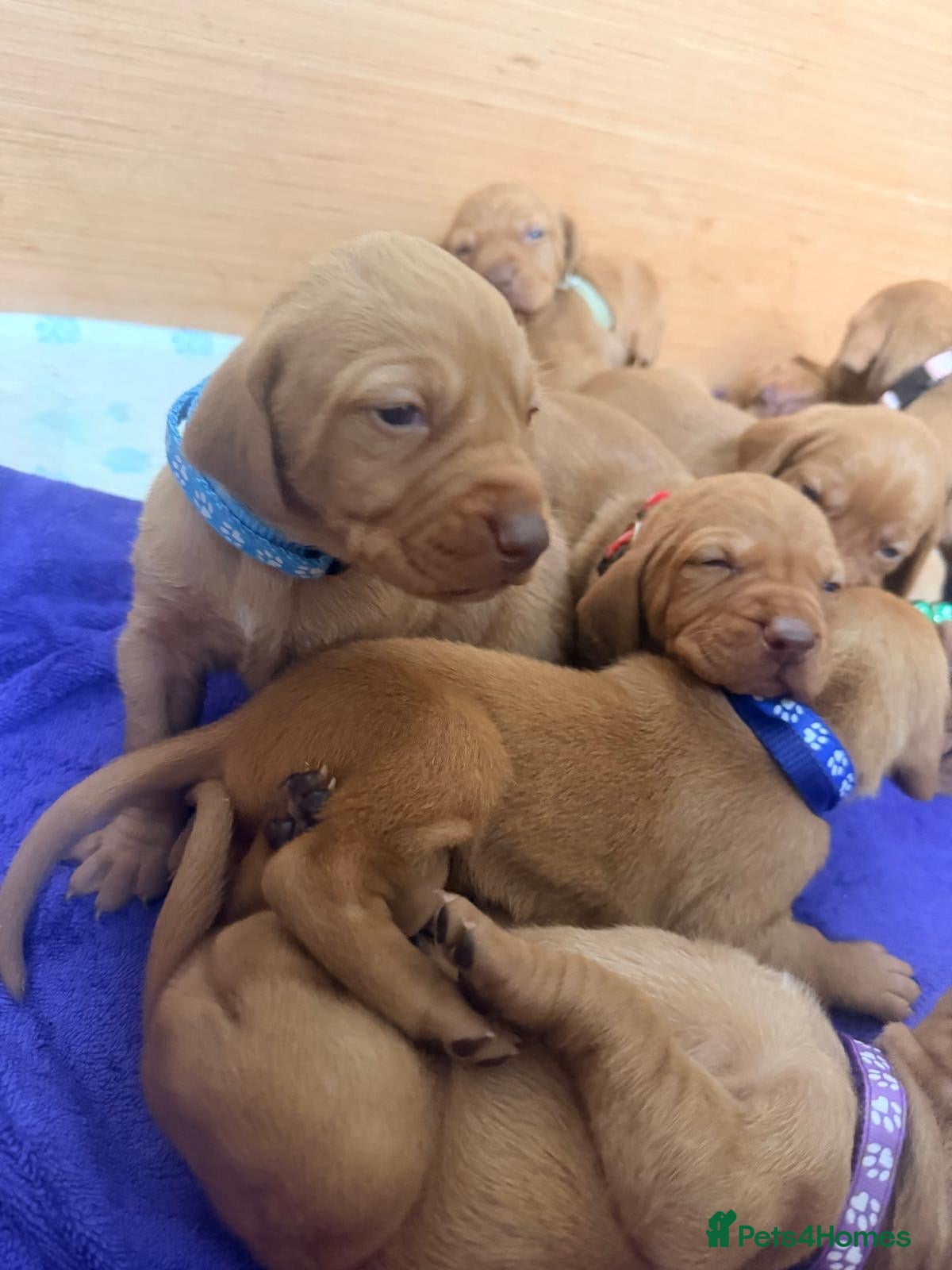 Hungarian Vizsla dogs Beautiful KC Registered Vizsla Pups - Advert 2