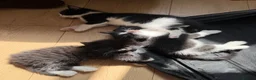 Mixed Breed cats for sale: Part Maine coone kittens  - Advert 9