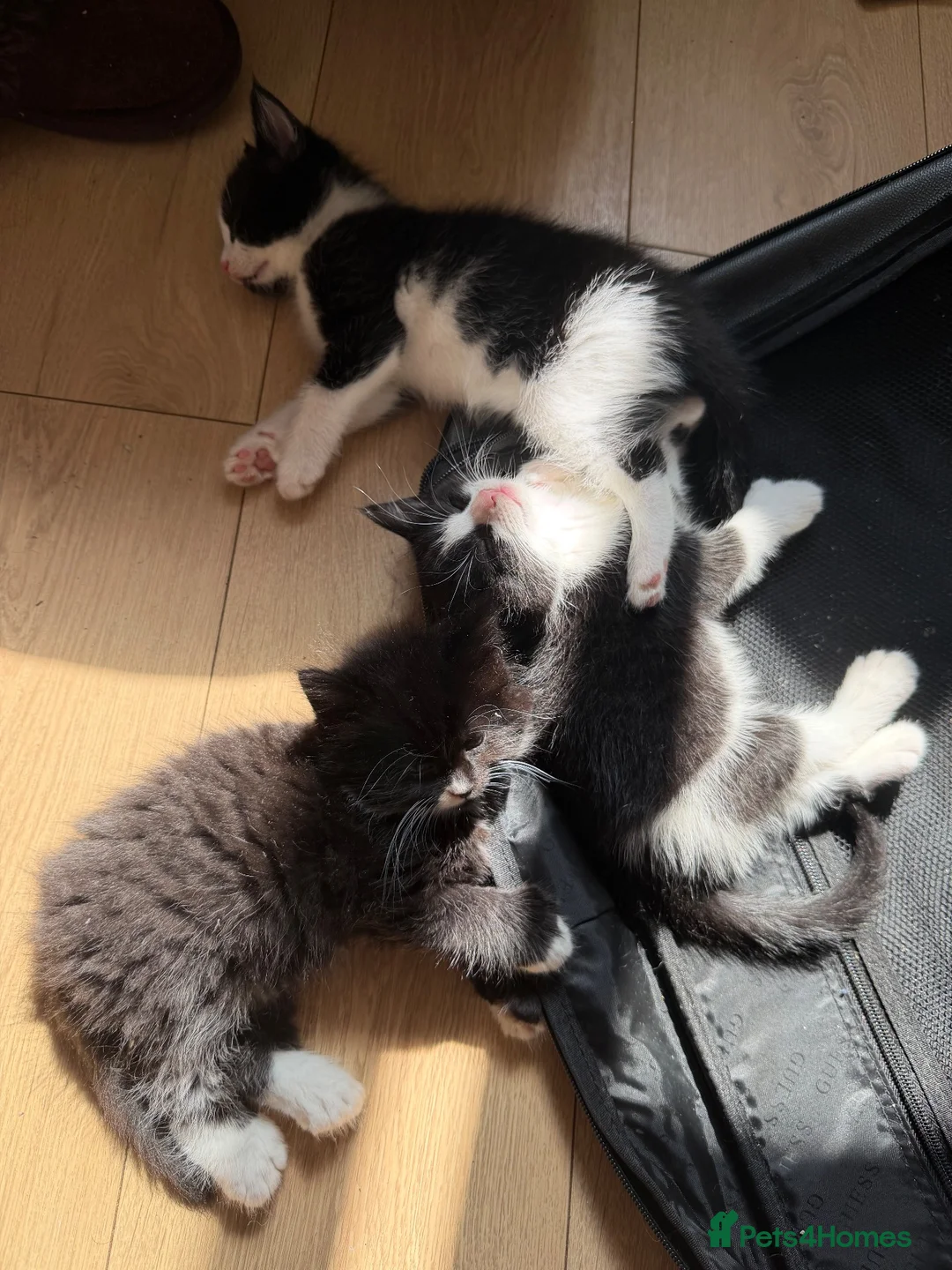 Mixed Breed cats for sale: Part Maine coone kittens  - Advert 9
