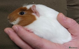 Guinea Pig rodents for sale: 7 Week Old Indoor Baby Guinea Pigs Male and Female - Image 8