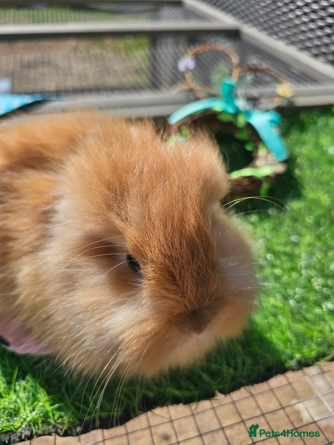 Angora rabbits for sale: Teddy lions , Angora x Lionhead - Advert 6