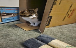 Mixed Breed cats for sale: Beautiful tabby girl - Image 7