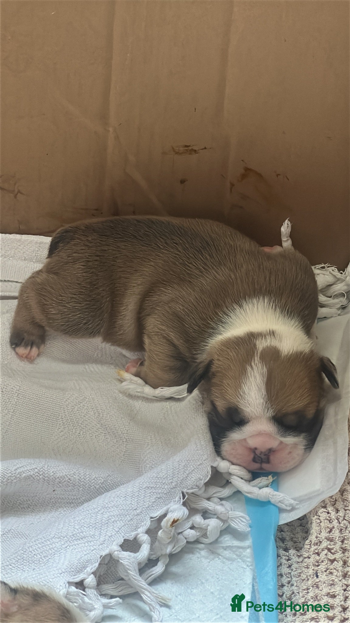 English Bulldog dogs STUNNING ENGLISH BULLDOG PUPPIES  - Advert 9