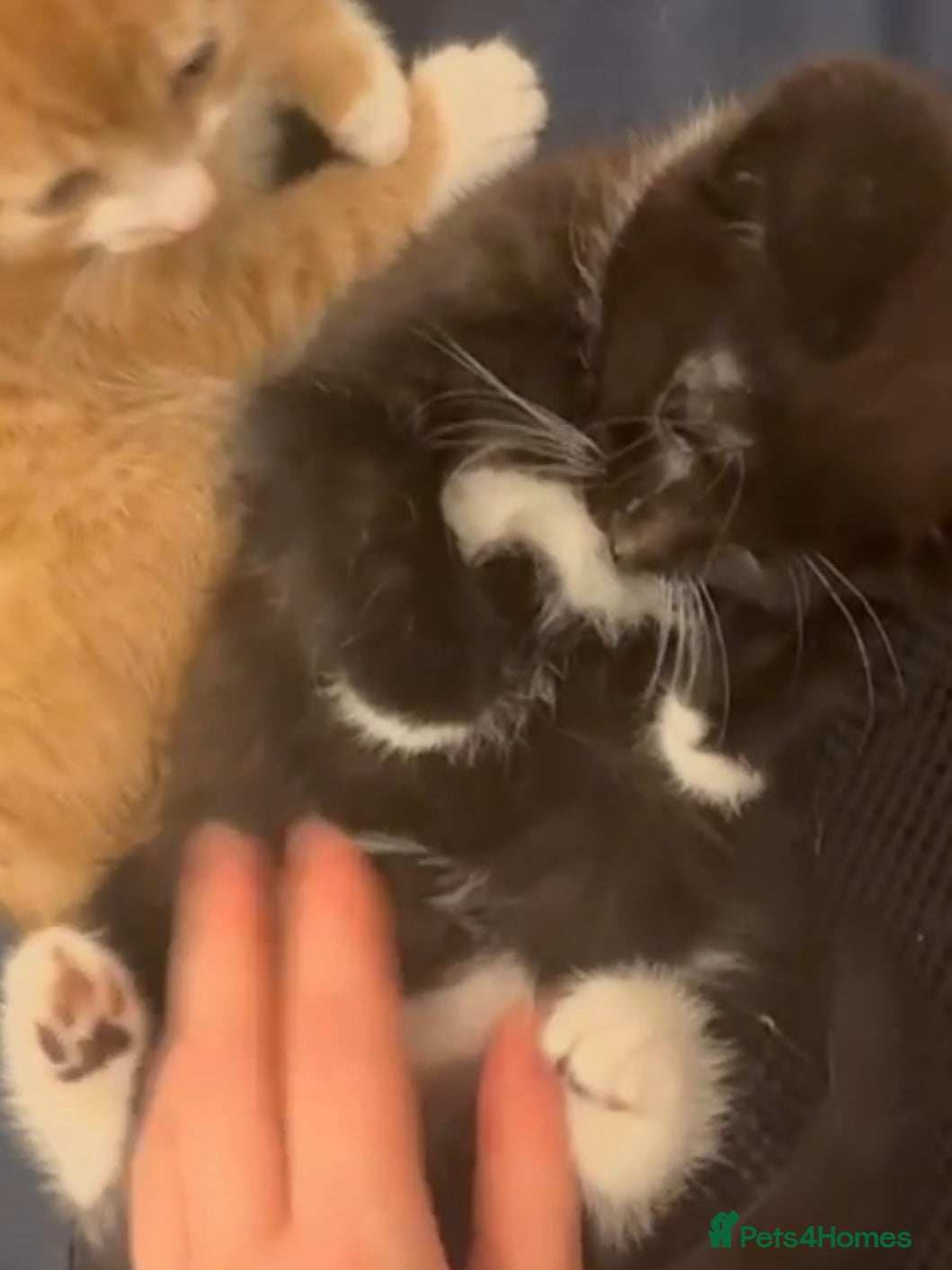 Mixed Breed cats 1 gorgeous rescue kitten left to reserve  - Advert 1