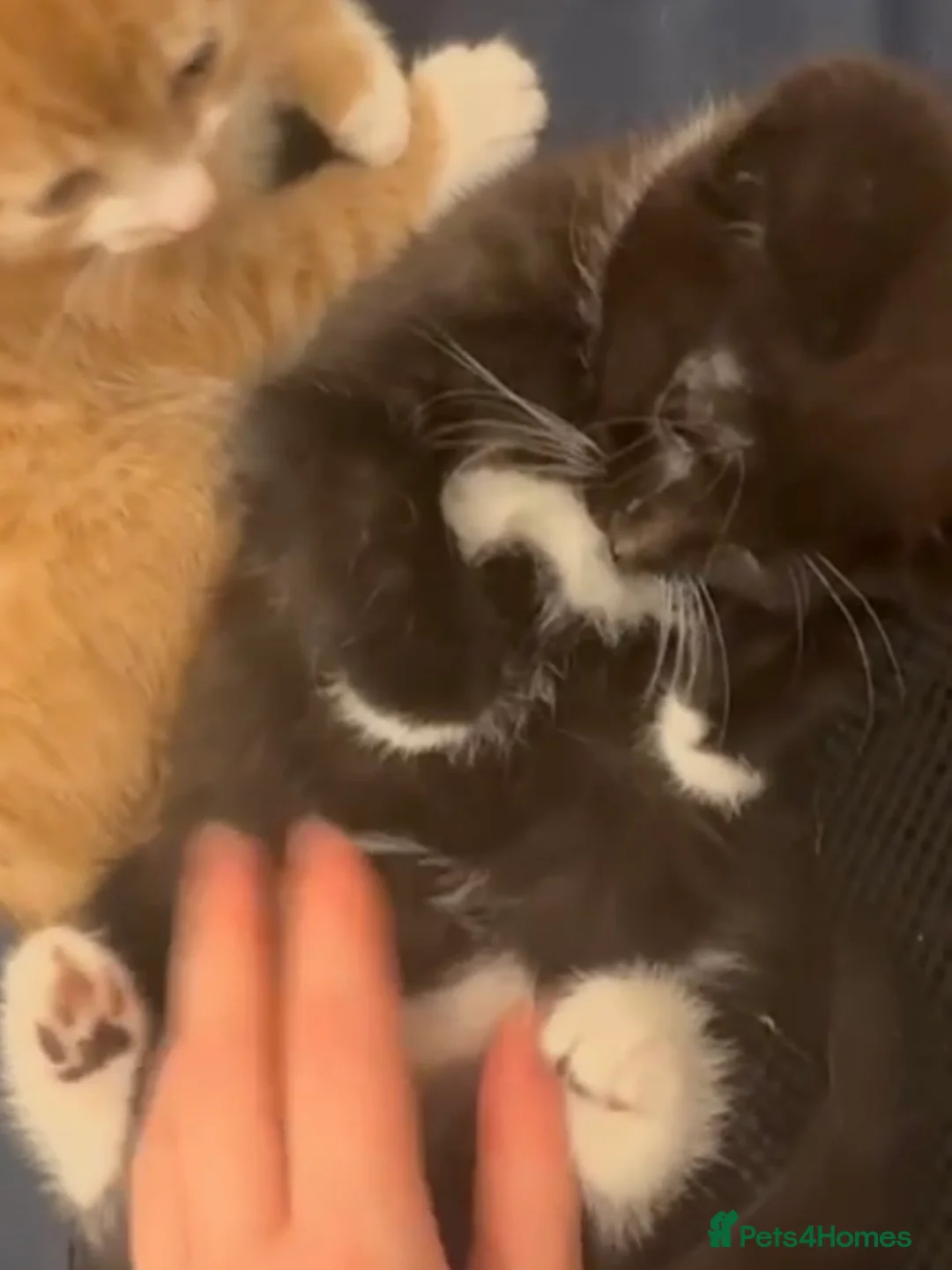 Mixed Breed cats for adoption: 1 gorgeous rescue kitten left to reserve  - Advert 2