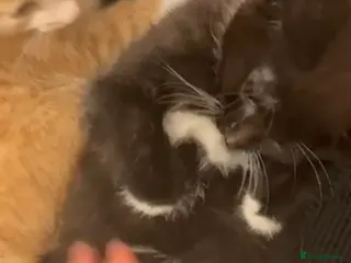 Mixed Breed cats 1 gorgeous rescue kitten left to reserve - Advert 1