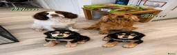Cocker Spaniel dogs for sale: Only 3 boys left  - Advert 4