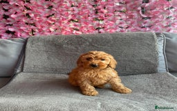 Cavapoo dogs for sale: BEAUTIFUL RED COCKERPOOS PUPPIES ready now!  - Image 2