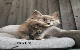Maine Coon cats for sale: Maine coon girls - Image 8