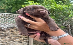 Cockerdor dogs for sale: Beautiful Cockerdor puppies for sale  - Image 5