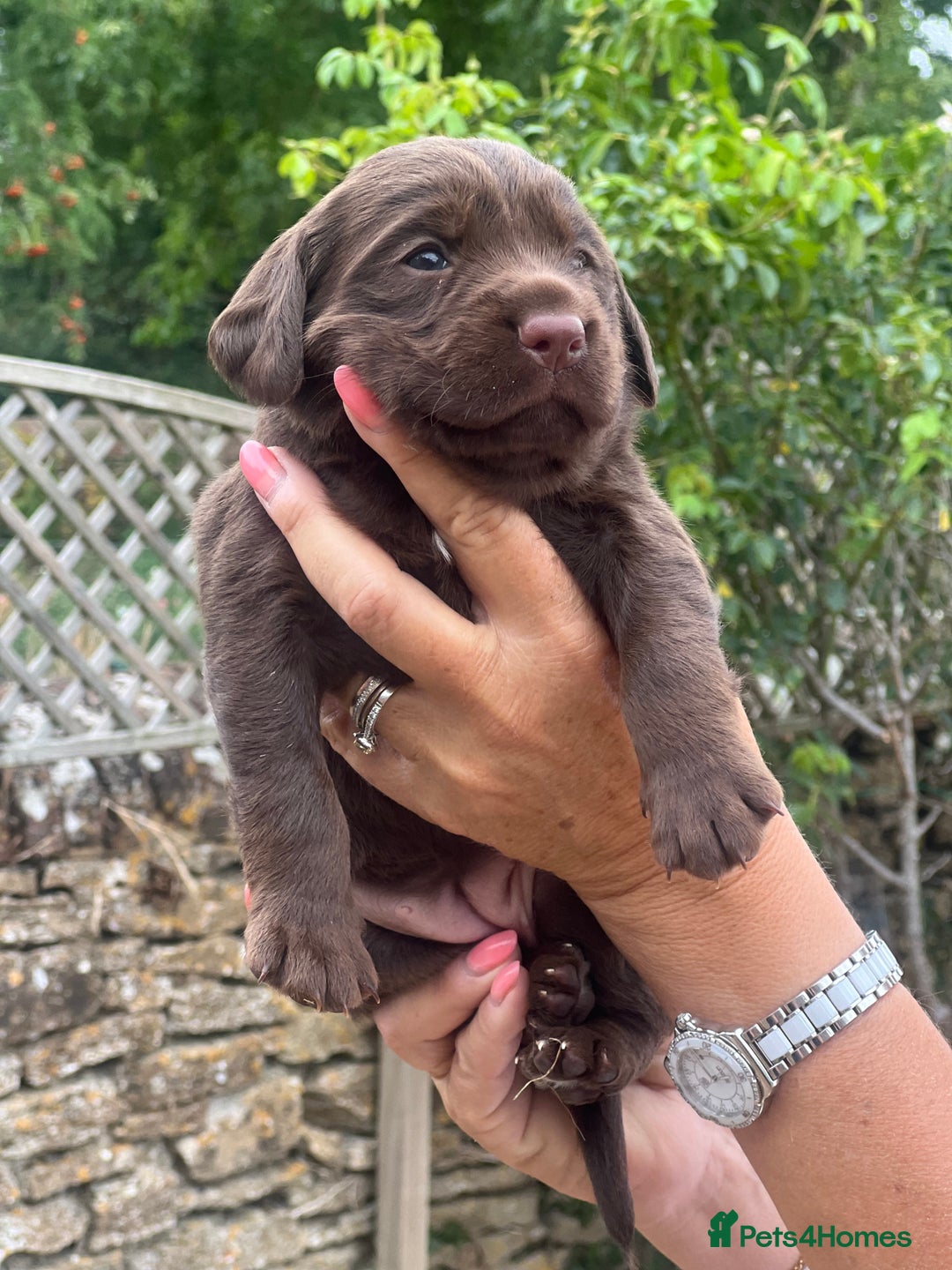 Cockerdor dogs for sale: Beautiful Cockerdor puppies for sale  - Image 5