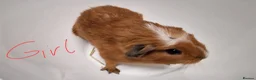 Guinea Pig rodents for sale: California x male and female Guinea pig babies  - Advert 12