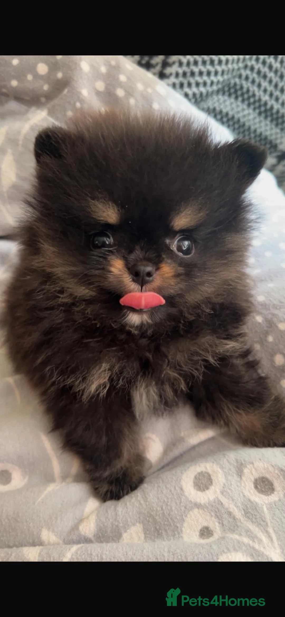 Pomeranian dogs for sale: Beautiful tiny Pom boy  - Advert 1