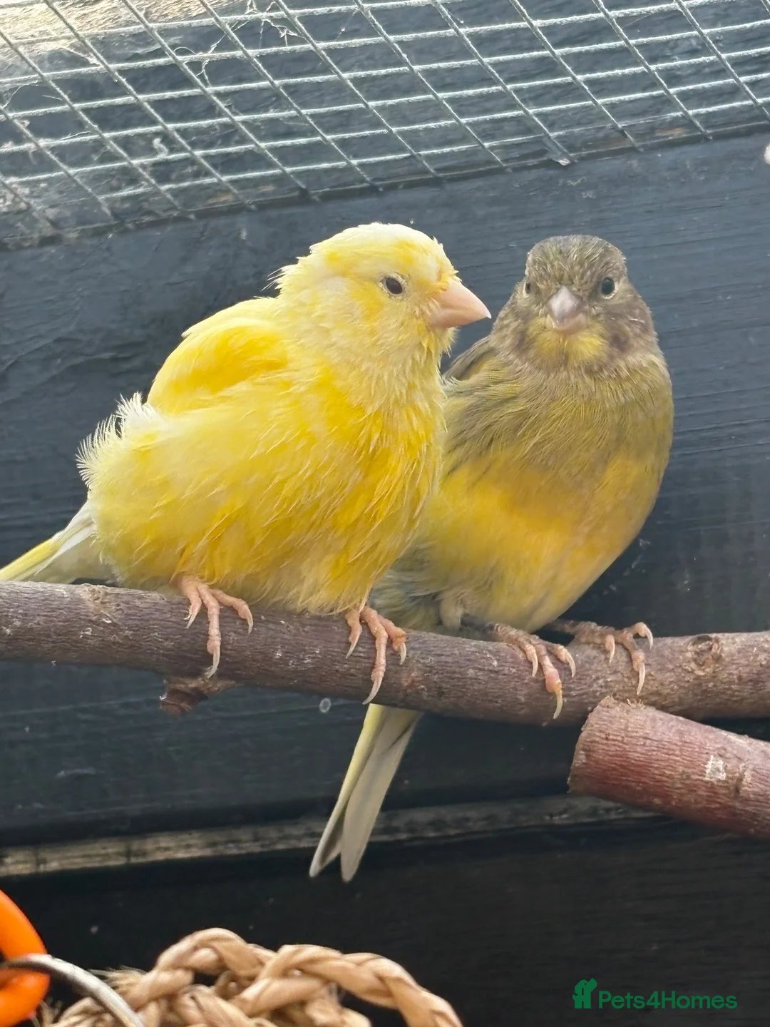 Canaries birds for sale: Canaries For Sale in Eastbourne - Advert 1