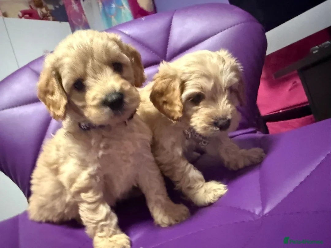 Cockapoo dogs for sale: Beautiful puppies  - Advert 8
