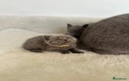 British Shorthair cats for sale: 💎  CHAMPION LINES BSH BLUE  💎 - Advert 12