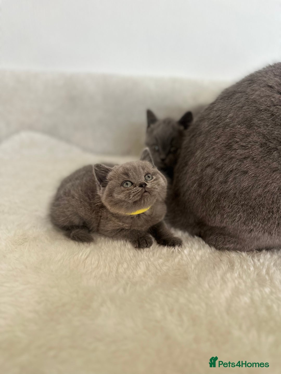 British Shorthair cats for sale: 💎  CHAMPION LINES BSH BLUE  💎 - Advert 12