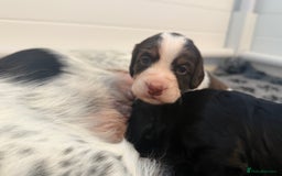 Cocker Spaniel dogs for sale: Beautiful Kc Working Cocker Spaniel Puppies - Image 11