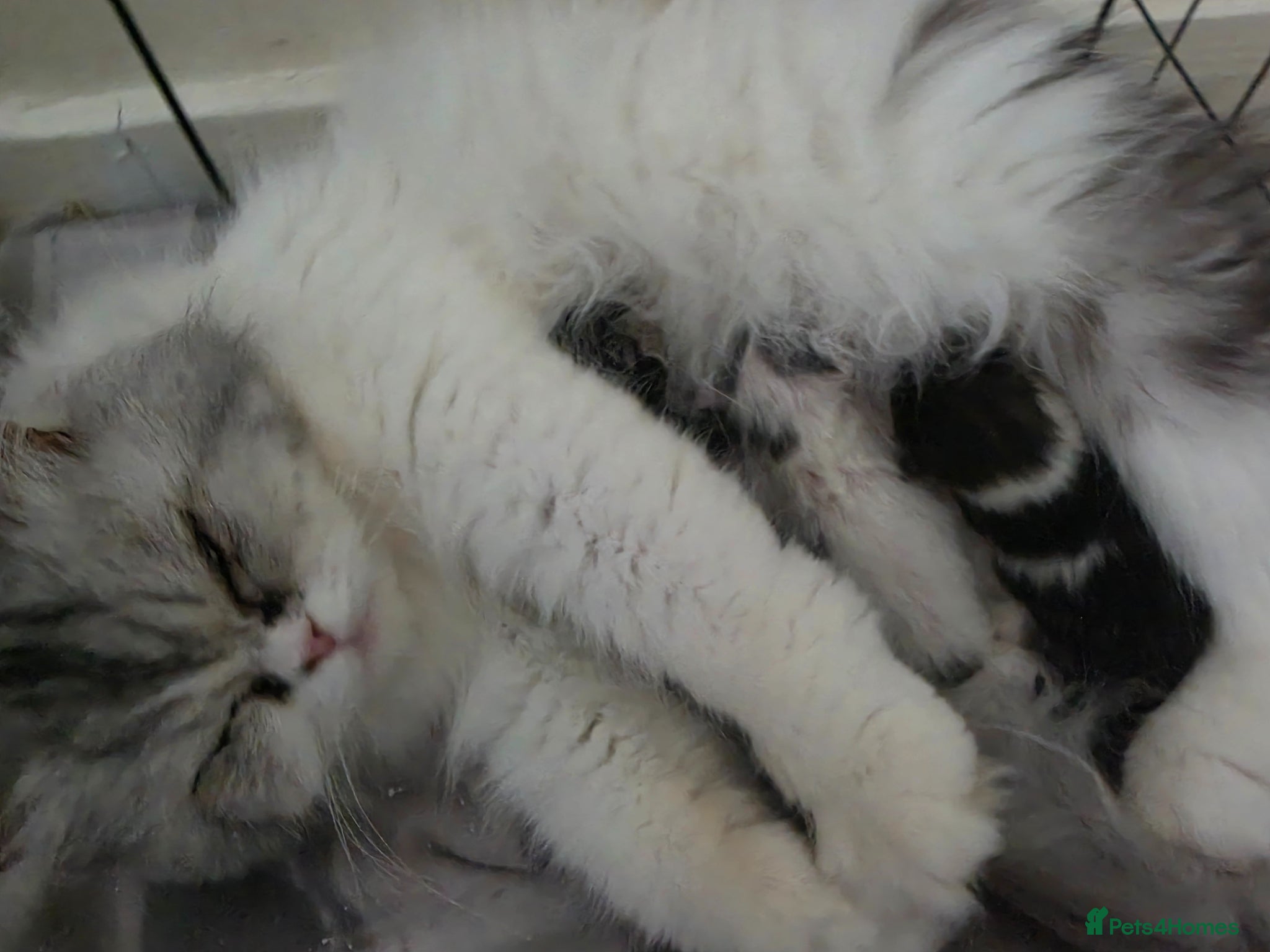 Persian cats for sale: Beautiful Persian Mix Kittens - Advert 37