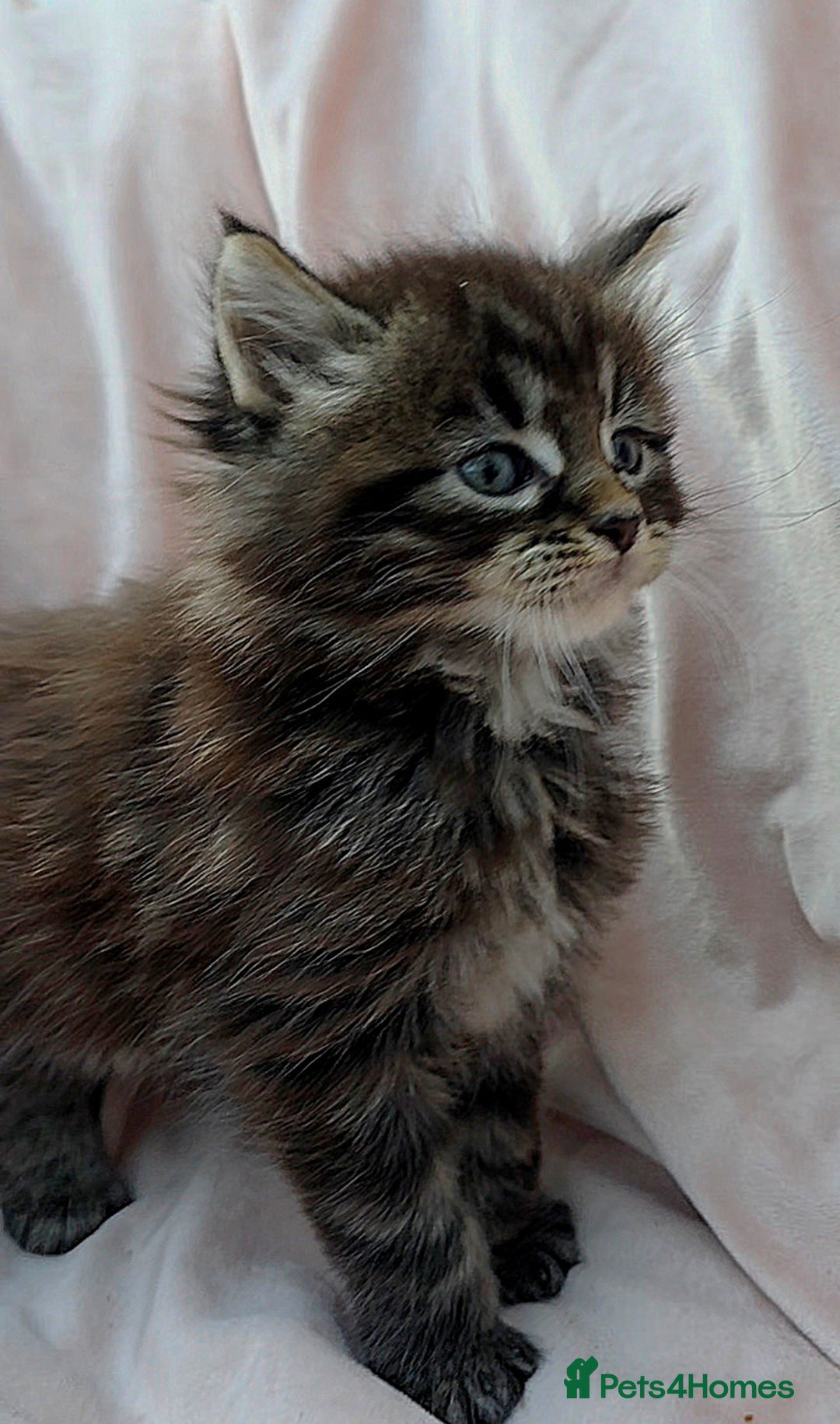 Maine Coon cats for sale: Fluffy Maine Coon Kittens for Sale - Advert 14