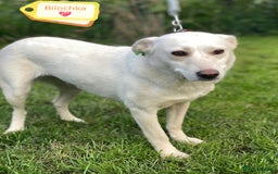 Mixed Breed dogs for adoption: 💖🐶 BILOCHKA 🐶💖 - Image 1