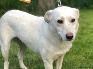 Mixed Breed dogs - Advert 1