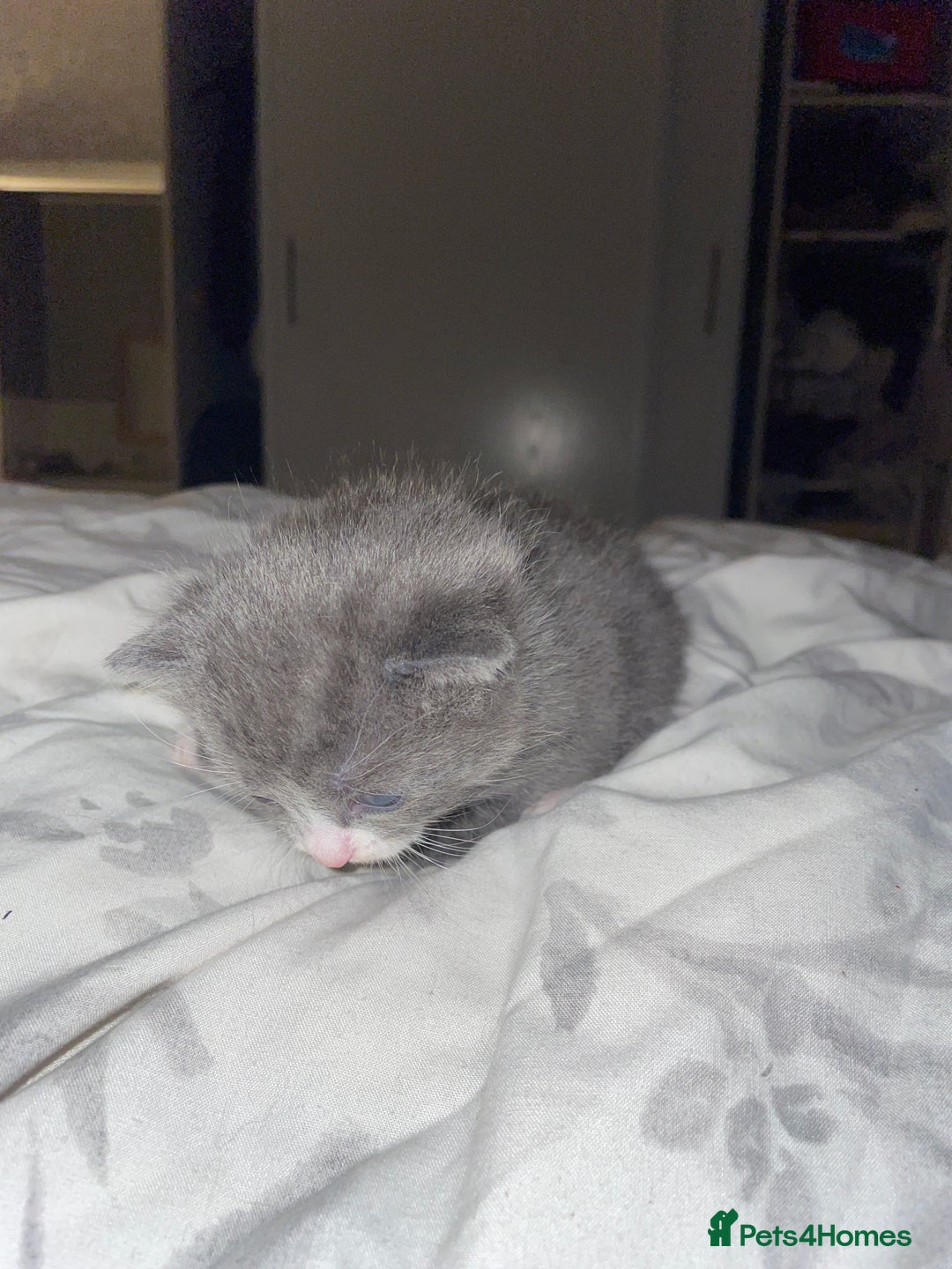 Mixed Breed cats for sale: Grey and white / black and what kittens - Advert 4