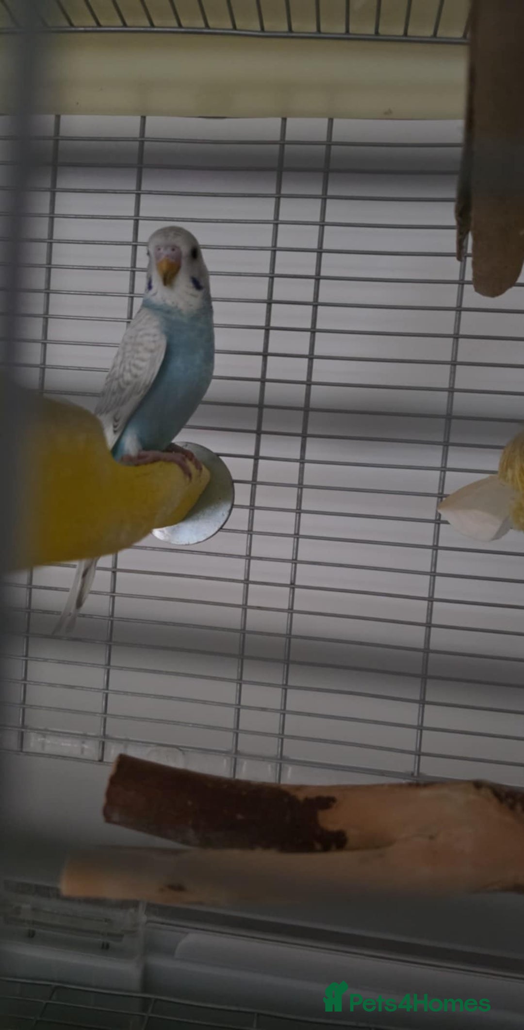 Budgerigars birds for sale: Two budgies for sale with equipment etc  - Image 3
