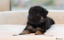 German Shepherd dogs for sale: 5 Generation KC - straight backed GSD puppies  - Image 6