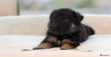German Shepherd dogs - Advert 6