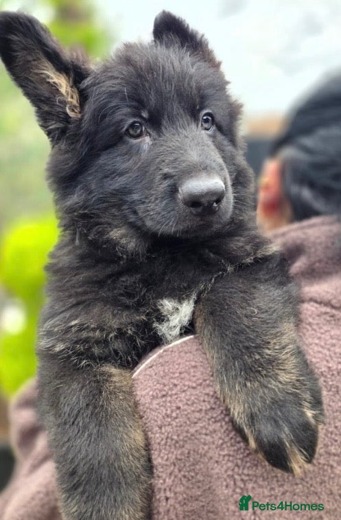 German Shepherd dogs Stunning German Shepherd puppies - Advert 2