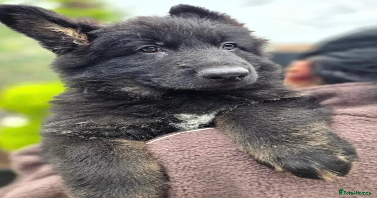 German Shepherd Puppies for sale in Spalding, Lincolnshire | Pets4Homes