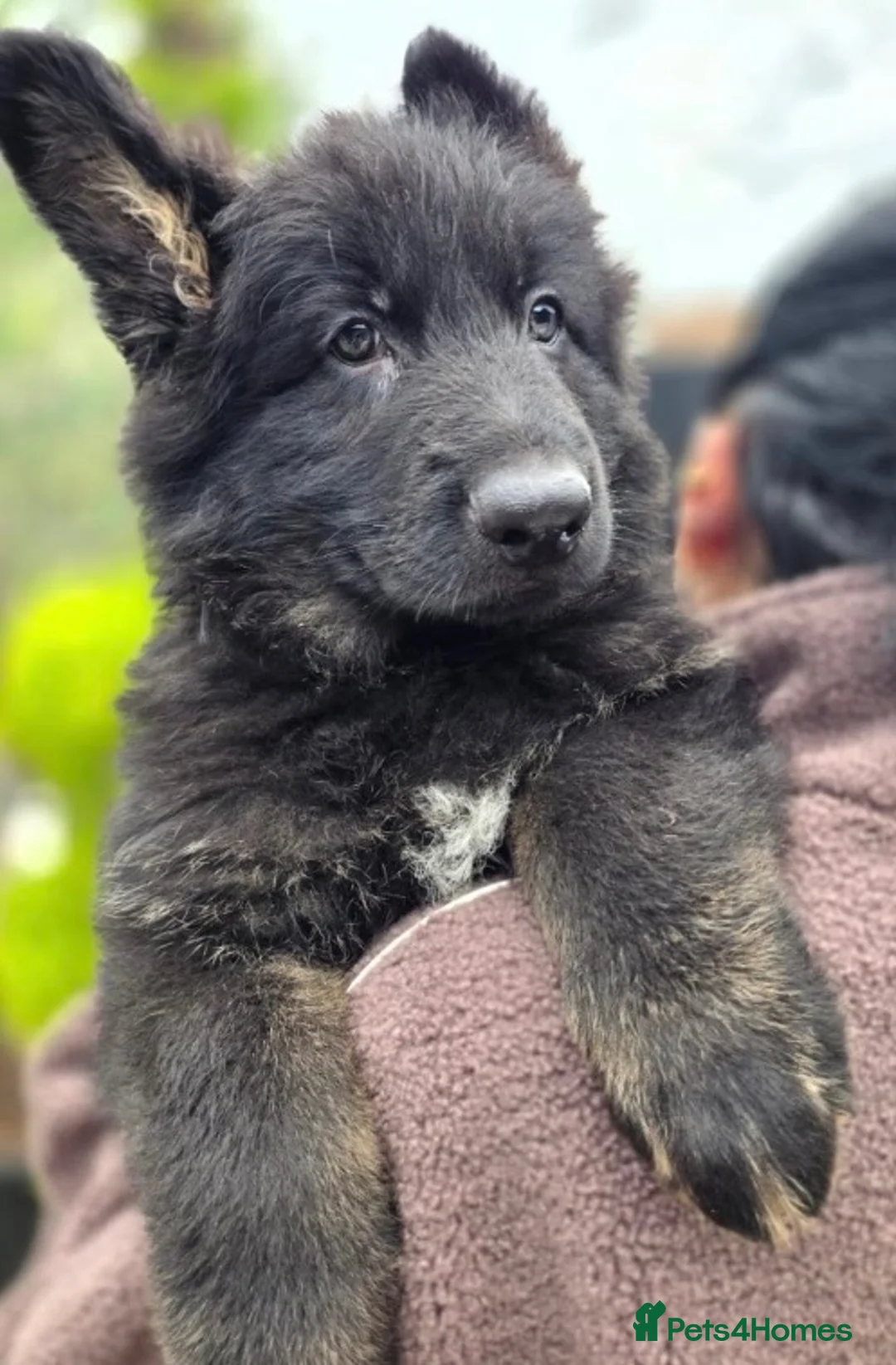 German Shepherd dogs for sale: Stunning German Shepherd puppies - Advert 1