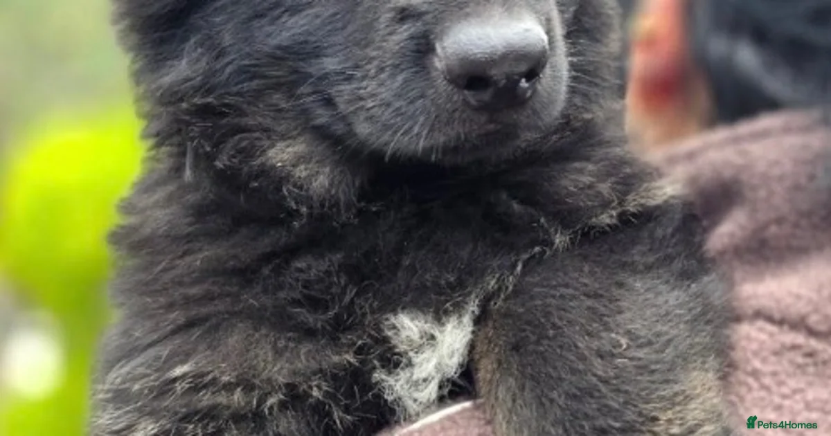 True Prussian Color German Shepherd Puppies for sale in Spalding, Lincolnshire | Pets4Homes