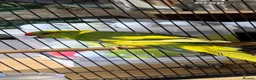Parakeets birds for sale: Kakarikis for sale - Advert 4