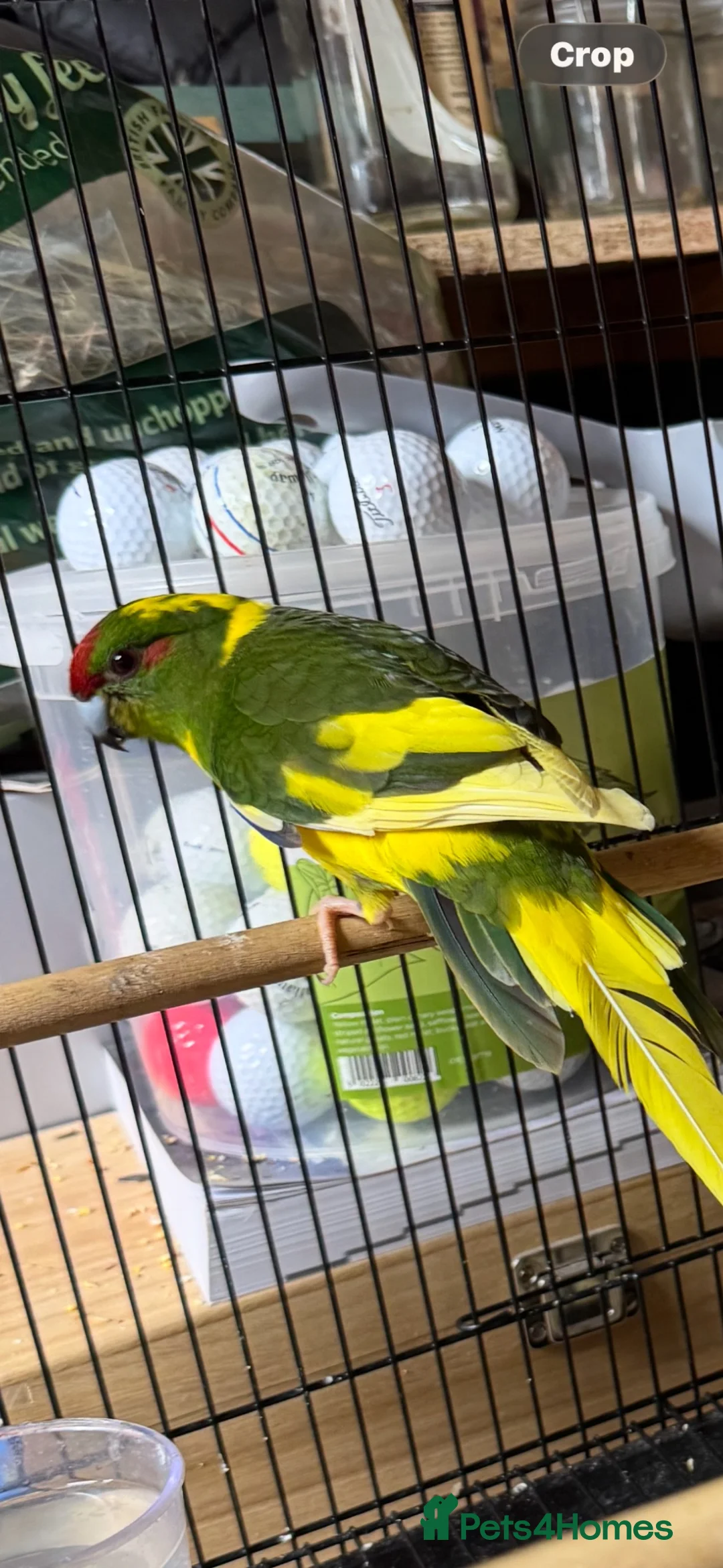 Parakeets birds for sale: Kakarikis for sale - Advert 4