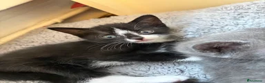Beans