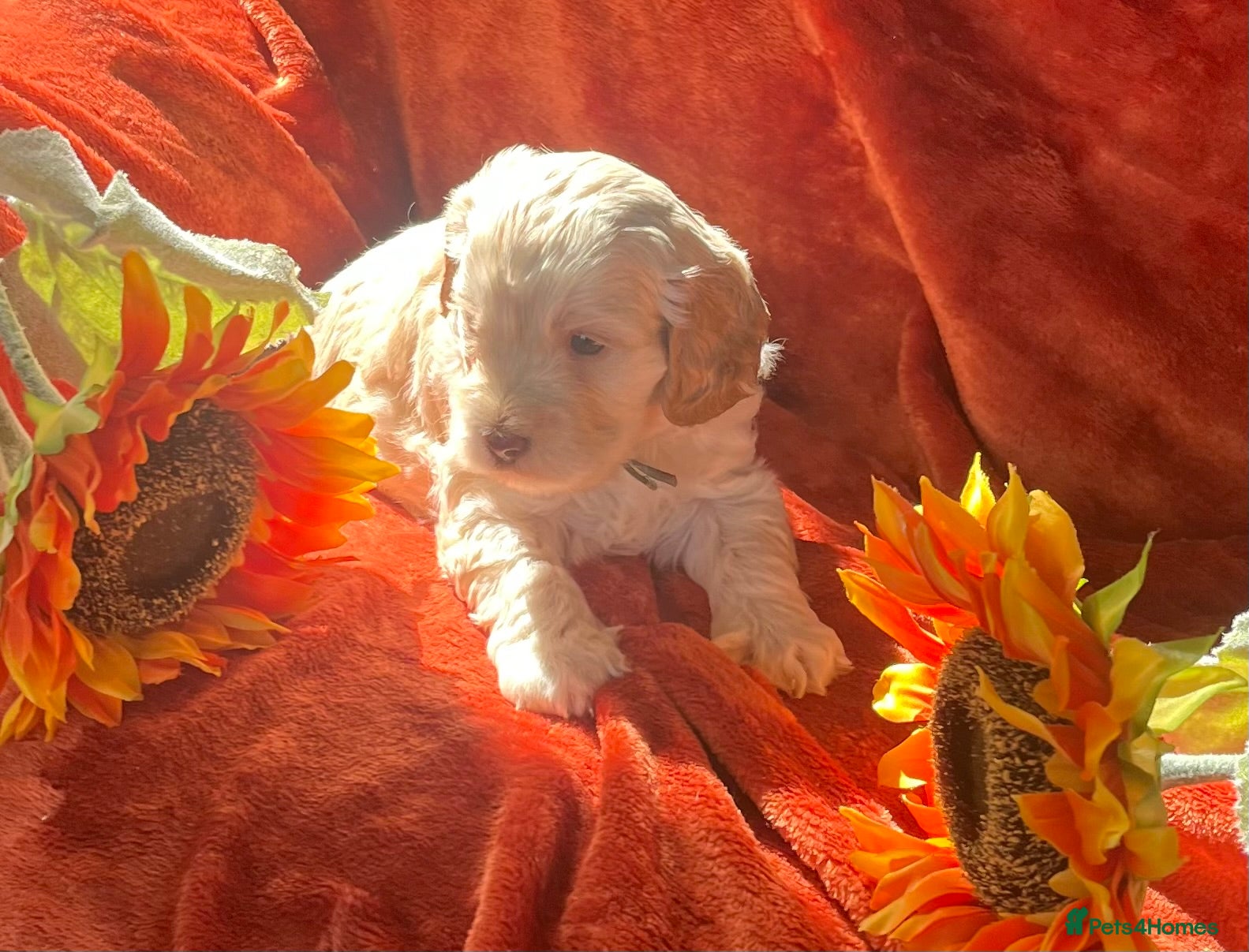 Cockapoo dogs 6 Stunning F1 Cockapoos - Advert 2