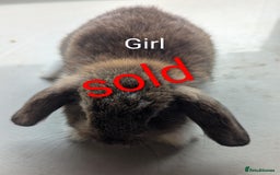 Mini Lop rabbits for sale: 4 stunning mini lops - Image 3