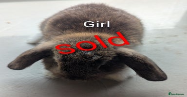 Mini Lop rabbits - Advert 5