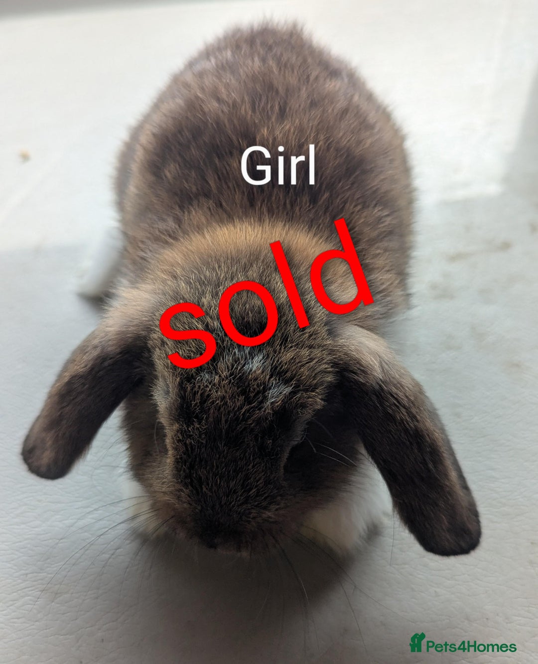 Mini Lop rabbits for sale: 4 stunning mini lops - Image 3