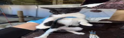 Mixed Breed cats for adoption: Rick for adoption - Advert 3