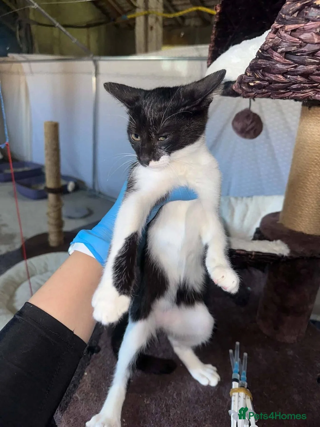 Mixed Breed cats for adoption: Rick for adoption - Advert 3
